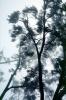Fog and a Tree, NPNV16P04_11