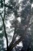 Fog and a Tree, NPNV16P04_13