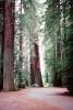 Redwood Trees, Avenue of the Giants, road, volkswagen car, NPNV16P06_07