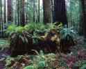 Ferns, Redwood Forest, NPNV16P13_01