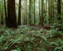 Ferns, Redwood Forest, fallen tree, decay, NPNV16P13_02