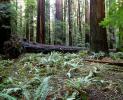 Ferns, Redwood Forest, fallen tree, decay, NPNV16P13_03