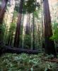 Ferns, Redwood Forest, fallen tree, decay, NPNV16P13_04