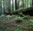 Ferns, Redwood Forest, fallen tree, decay, forest floor, NPNV16P13_05