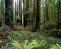 Ferns, Redwood Forest, forest floor, NPNV16P13_06