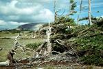Bristlecone Pine, NPNV16P13_15