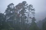 Fog, Trees, Cambria, San Luis Obispo County, NPSD01_004