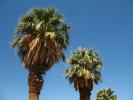 Palm Trees, NPSD01_062