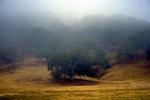 Fog, Summer, San Luis Obispo, NPSD01_107