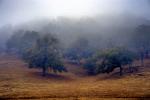 Fog, Summer, San Luis Obispo, NPSD01_108