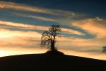 Bare Tree, sunset, Paso Robles, Vineyard Road