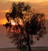 Tree in the Sunset, Clouds, Allensworth, NPSD01_147