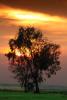 Tree in the Sunset, Clouds, Allensworth, NPSD01_148