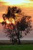 Tree in the Sunset, Clouds, Allensworth, NPSD01_149