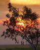 Tree in the Sunset, Clouds, Allensworth, NPSD01_153