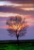 Tree in the Sunset, Clouds, Allensworth, NPSD01_156