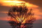 Tree in the Sunset, Clouds, Allensworth, NPSD01_157