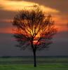 Tree in the Sunset, Clouds, Allensworth, NPSD01_158