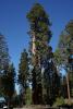 General Sherman Tree, Grant Grove, NPSD01_224