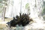 Giant Sequoia Tree Roots