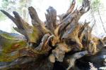 Giant Sequoia Tree Roots, Fallen, NPSD01_265