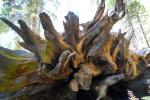 Giant Sequoia Tree Roots, Fallen, NPSD01_266