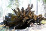 Giant Sequoia Tree Roots, Fallen