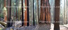 Thick Forest Panorama