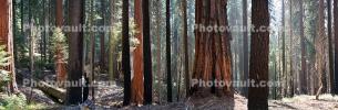 Thicket of Sequoia Trees Panorama, Thick Forest