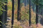 Forest, Trees, Fall Colors, Autumn, NPSD01_295