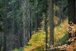 Forest, Trees, Fall Colors, Autumn, NPSD01_298