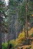 Forest, Trees, Fall Colors, Autumn, NPSD01_299