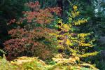 Forest, Trees, Fall Colors, Autumn