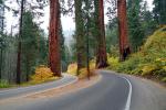 Road, Roadway, Forest, Trees, Fall Colors, Autumn, NPSD02_010