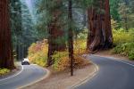 Road, Roadway, Forest, Trees, Fall Colors, Autumn