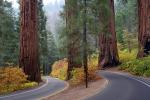 Road, Roadway, Forest, Trees, Fall Colors, Autumn, NPSD02_012