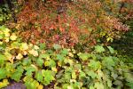 Fall Colors, Autumn, NPSD02_024