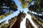 Looking Up in a Sequoia Forest, Tree, Forest