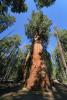 The President Sequoia Tree, Tree, Forest, NPSD02_070