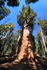 The President Sequoia Tree, Tree, Forest, NPSD02_071