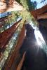 Looking Up a Sequoia Tree, Giant Forest