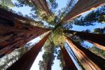 Tree, Forest, Looking Up in a Sequoia Forest, NPSD02_075