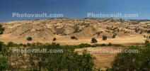 Dry Mountin Hills, trees, NPSD02_175