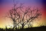 bare tree, sunset, NPSPCD0651_091B