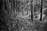 Trees, Woodland, Forest, hobbit path, NPSPCD0653_022