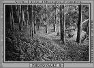 Trees, Woodland, Forest, hobbit path, NPSPCD0653_022B