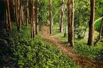 Trees, Woodland, Forest, hobbit path, trail