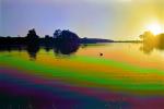 Psychedelic Lagoon, sunset, water, duck, psyscape, NPSPCD0653_035B