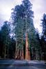Giant sequoia, (Sequoiadendron giganteum), 1950s, NPSV01P01_01