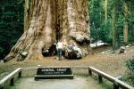 General Grant Tree, Giant sequoia, (Sequoiadendron giganteum), 1950s, NPSV01P01_06